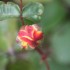 LES FLEURS SONT PERISSABLES