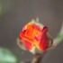 LES FLEURS SONT PERISSABLES