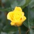 LES FLEURS SONT PERISSABLES