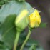 LES FLEURS SONT PERISSABLES