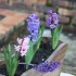 FLEURISEMENT PRINTANNIER