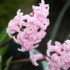 FLEURISEMENT PRINTANNIER
