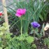 FLEURISEMENT PRINTANNIER