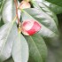 FLEURISEMENT PRINTANNIER