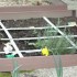 ENCORE DES FLEURS