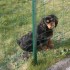 LE CAVALIER KING CHARLES DE MA