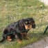 LE CAVALIER KING CHARLES DE MA