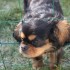LE CAVALIER KING CHARLES DE MA