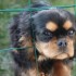 LE CAVALIER KING CHARLES DE MA