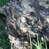 SOUCHES DE BOIS