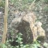 SOUCHES DE BOIS