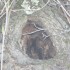 SOUCHES DE BOIS