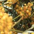 BORMES-LES-MIMOSAS