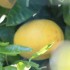BORMES-LES-MIMOSAS