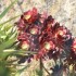 FLEURS DU LITTORAL MEDITERRANE