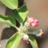 PREMIERES FLEURS DE MES 2 POMM