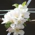 PREMIERES FLEURS DE MES 2 POMM