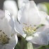 PREMIERES FLEURS DE MES 2 POMM
