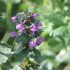 PAPILLONS ET FLEURS DES CHAMPS