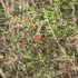 PAPILLONS ET FLEURS DES CHAMPS