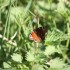 PAPILLONS ET FLEURS DES CHAMPS