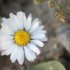 PAPILLONS ET FLEURS DES CHAMPS