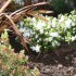 AZALEES DU JARDIN