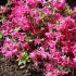 AZALEES DU JARDIN