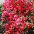 AZALEES DU JARDIN