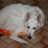 MES CHIENS DANS LEURS PANIERS