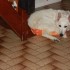 MES CHIENS DANS LEURS PANIERS