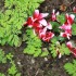 IRIS ET CYCLAMEN