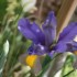 IRIS ET CYCLAMEN