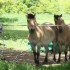 CHEVAUX ET POULIN