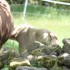 CHEVAUX ET POULIN