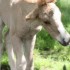 CHEVAUX ET POULIN