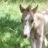 CHEVAUX ET POULIN