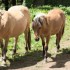 CHEVAUX ET POULIN