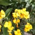 FLEURS DE JARDIN