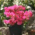 FLEURS DE JARDIN