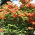 DE BELLES FLEURS COMME JE LES 