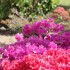 DE BELLES FLEURS COMME JE LES 
