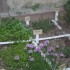 JARDIN DE PLANTS AROMATIQUES
