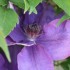 BELLES FLEURS DES JARDINS
