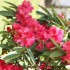 BELLES FLEURS DES JARDINS