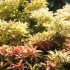 BELLES FLEURS DES JARDINS