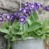 BELLES FLEURS DES JARDINS