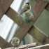PETITS OISEAUX