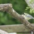 PETITS OISEAUX