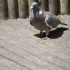 PETITS OISEAUX